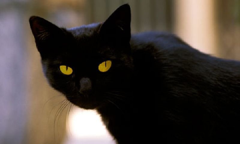 แมวดำ