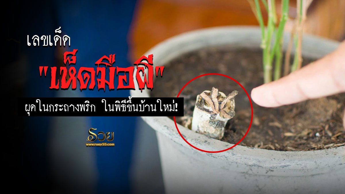 เห็ดมือผี ผุดในกระถางพริก