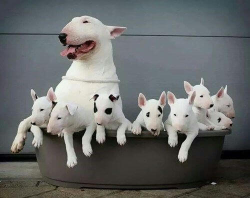 ลูกหมาหลายตัว
